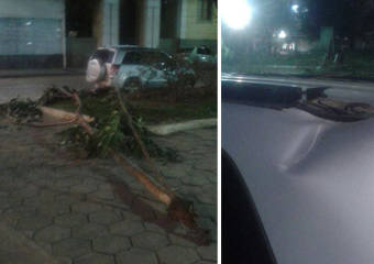 Galho de eucalipto cai e danifica carro na Praça Getúlio Vargas