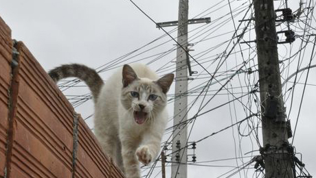 Friburgo: Energisa pega 42 “gatos” de energia em um mês; prejuízo é de 135 mil