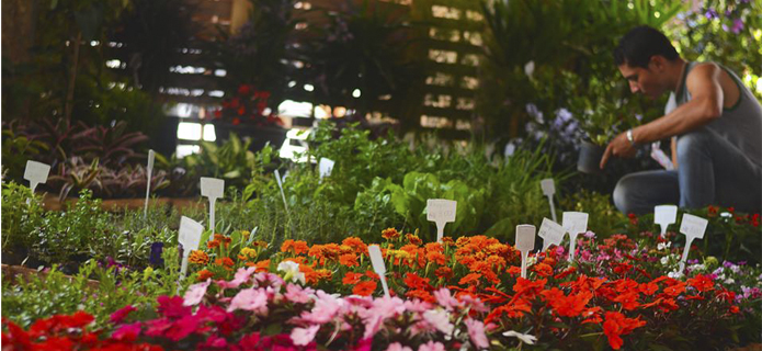 Festa da Flor de Nova Friburgo é atração até domingo na Estação Livre