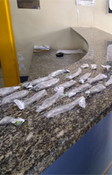 Friburgo: PM apreende drogas dentro de lixeira em apartamento