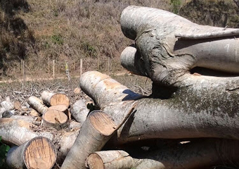 Polícia Ambiental flagra corte ilegal de árvores de grande porte
