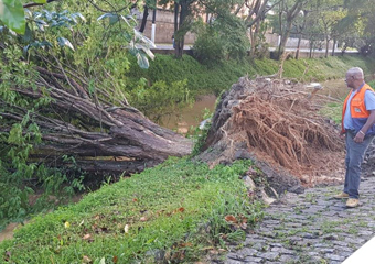 Friburgo: Chuvas derrubam árvores na véspera do Ano Novo