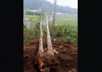 Friburgo: Polícia Ambiental flagra derrubada de árvores nativas