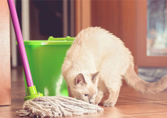 Produtos de limpeza pode causar intoxicação nos pets