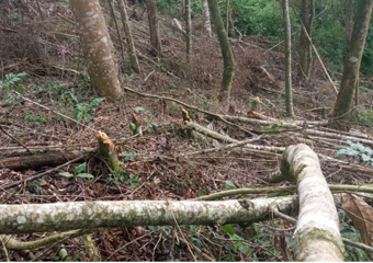 Friburgo: Polícia Ambiental flagra corte ilegal de 50 árvores