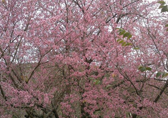 Cancelada dia 2, Festa da Cerejeira será realizada dias 8 e 9