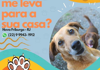 Cães do Abrigo Valéria Lima ainda precisam de adoção