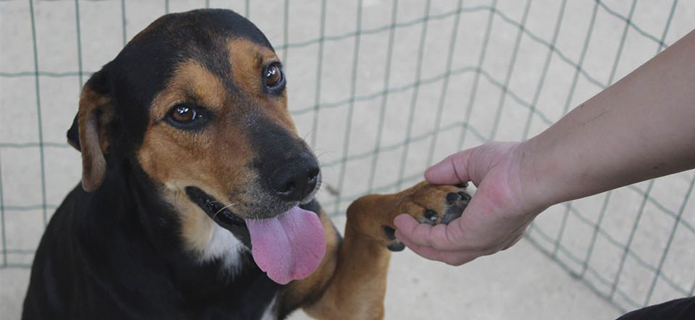 Friburgo: 3ª Campanha de adoção de cães neste sábado