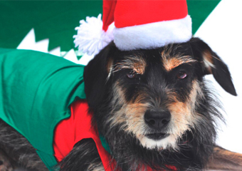 Grupo de proteção animal realiza rifa de Natal para ajudar animais carentes