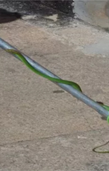 Serpente é capturada após provocar susto em moradores de prédio