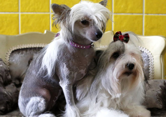 ‘Censo Canino’ : Mel e Thor são os nomes mais comuns para cães