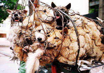 Famosos protestam contra festival de carne de cachorro na China