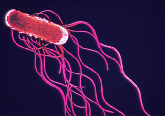 Bactéria da salmonela poderá ser usada no combate ao câncer