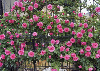 Oficina gratuita no Sesc Friburgo ensina a cultivar rosas