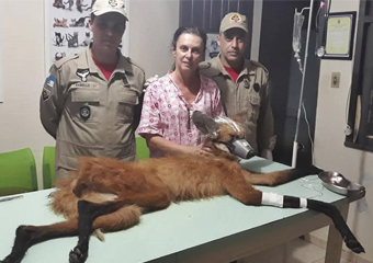 Lobo-guará é resgatado por Bombeiros em Cantagalo