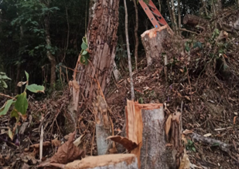 Friburgo: Polícia Ambiental flagra corte ilegal de árvores no Centro
