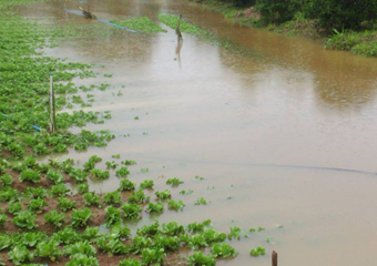 Friburgo: Chuva destrói 30% de plantações no terceiro distrito