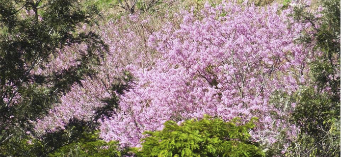 Friburgo: Festa da Cerejeira é atração neste sábado e domingo
