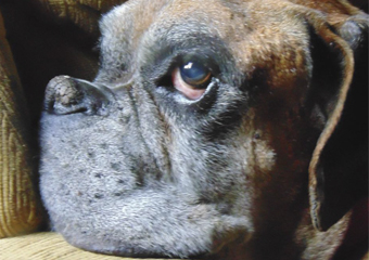 Dicas NEON PET SHOP: Os benefícios de adotar um cão idoso