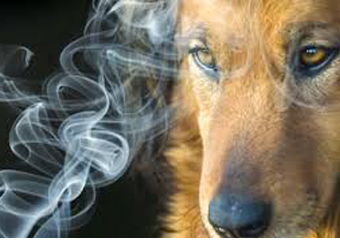 Fumo passivo pode afetar animais de estimação