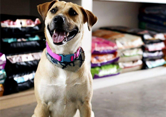 Mercado “bom pra cachorro” : setor pet resiste à pandemia da Covid-19