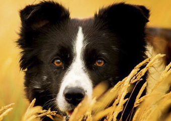 Adote um AUmigo! 6ª feira de adoção de cães será realizada em Friburgo